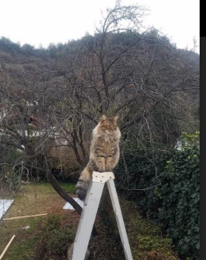 爱游戏大厅-VALORANT 国际赛场新格局初现，valorant比赛在哪看